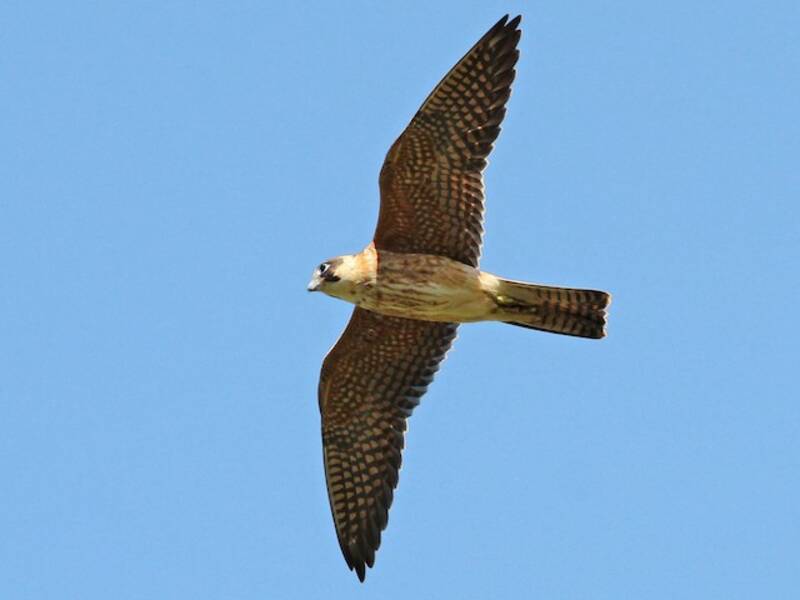 Australischer Baumfalke, Fotos 2