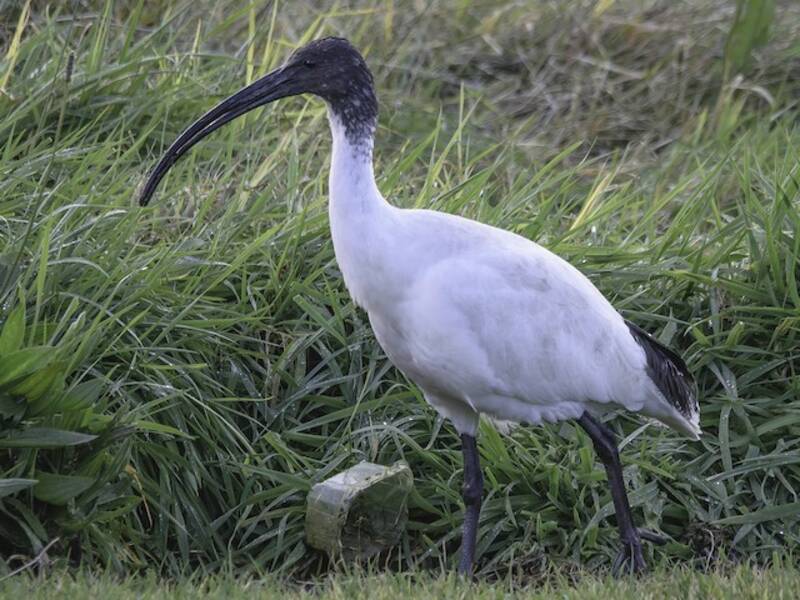 Ibis Sagrado Australiano, Fotos 3