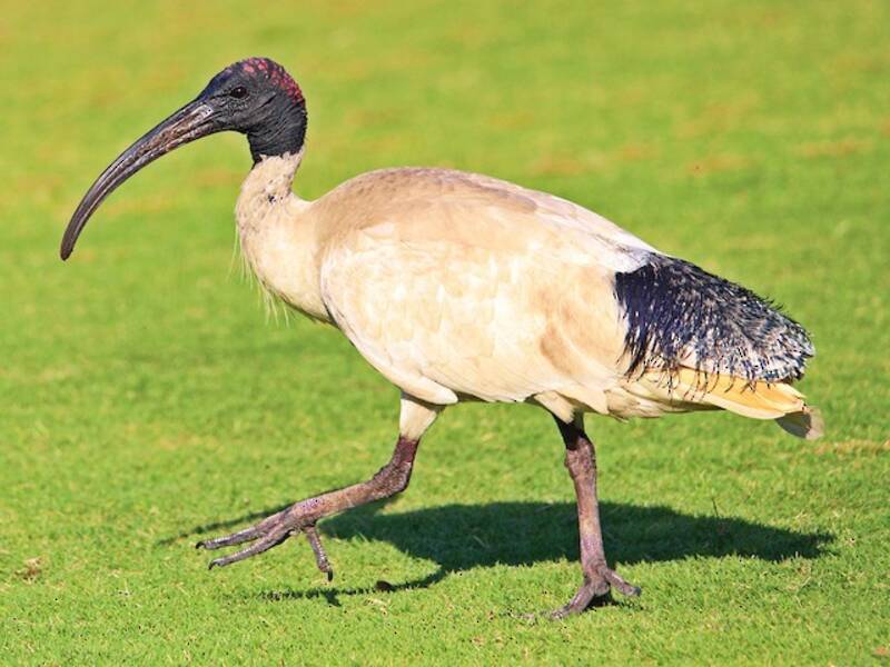Ibis Sagrado Australiano, Fotos 2
