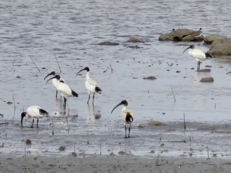 Ibis Sagrado Australiano