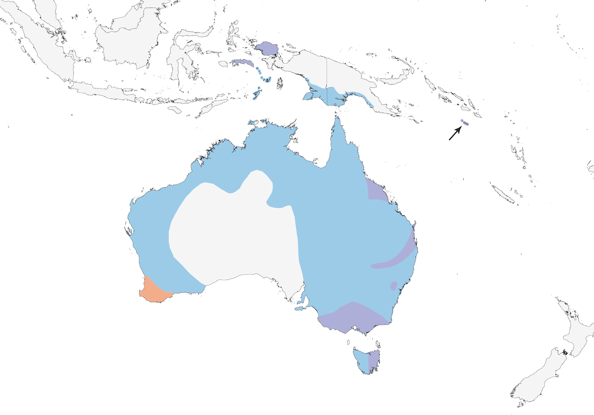 Ibis Sagrado Australiano, Distribución 1