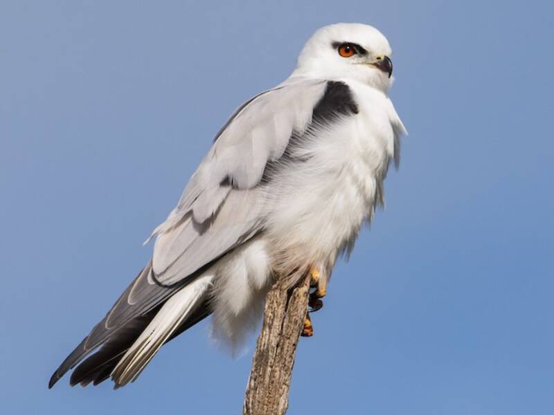 Black-shouldered Kite (Elanus axillaris)