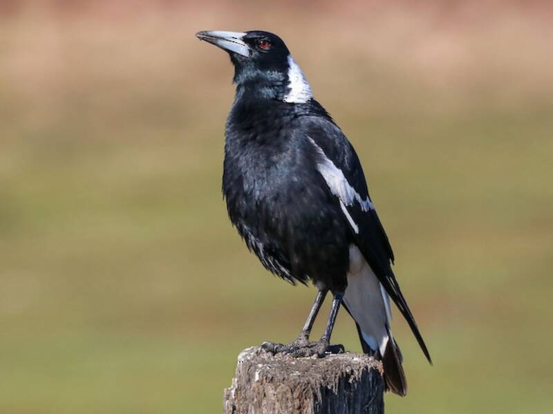 Australian Magpie, 照片 4