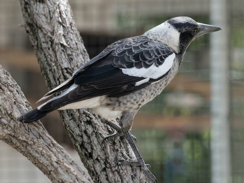Australian Magpie - Gymnorhina tibicen