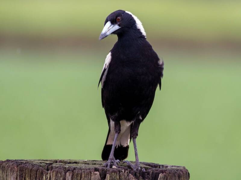 Australian Magpie, 照片 2