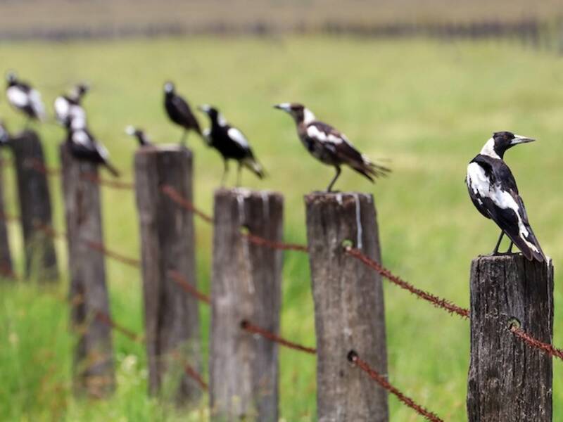 Australian Magpie, 照片 3