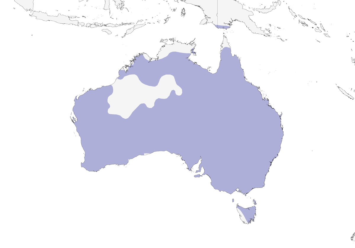 Australian Magpie, 分布 1