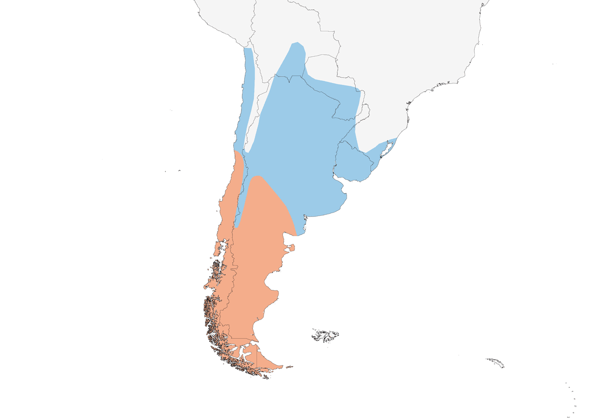 Negrito Austral, Distribución 1