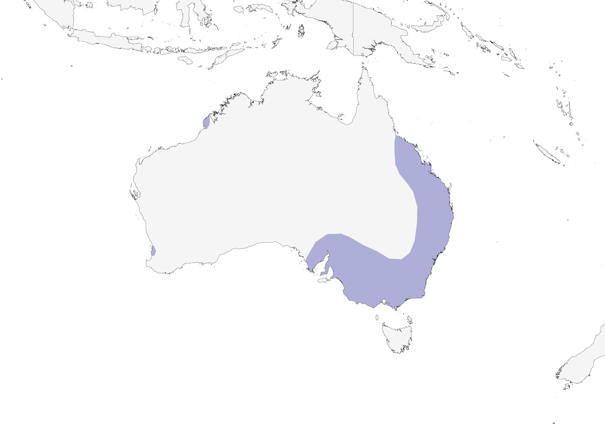Beccaccino pittato australiano, Distribuzione 1