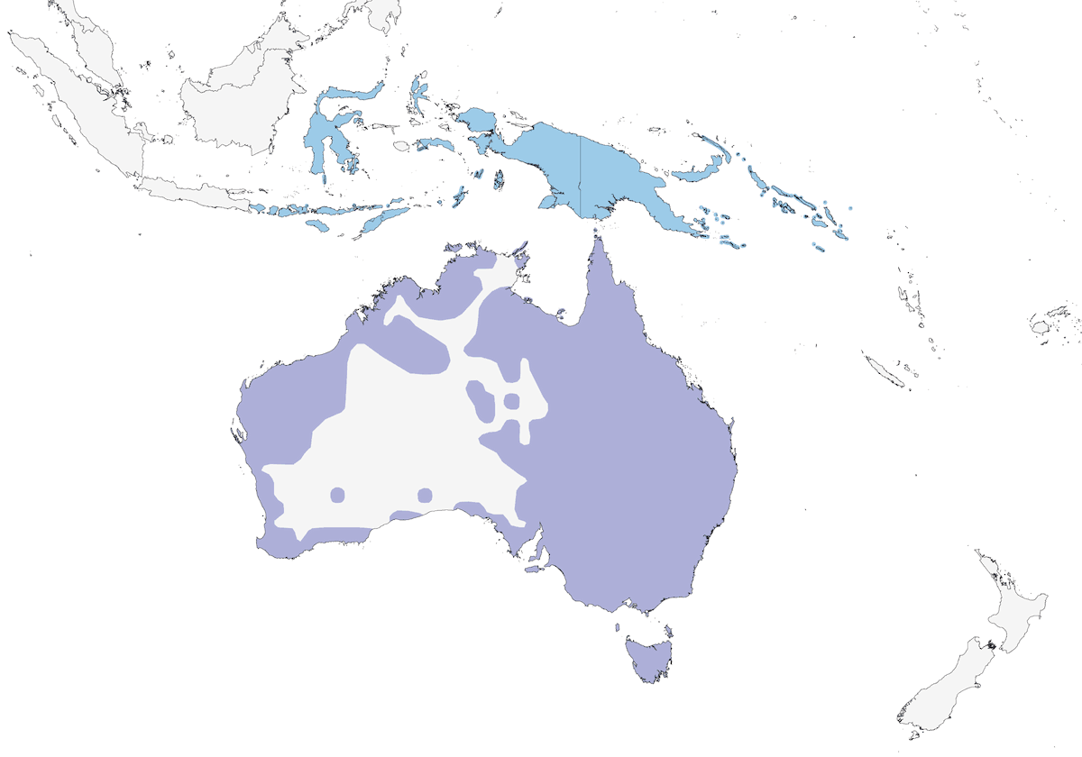 Pelícano australiano, Distribución 1