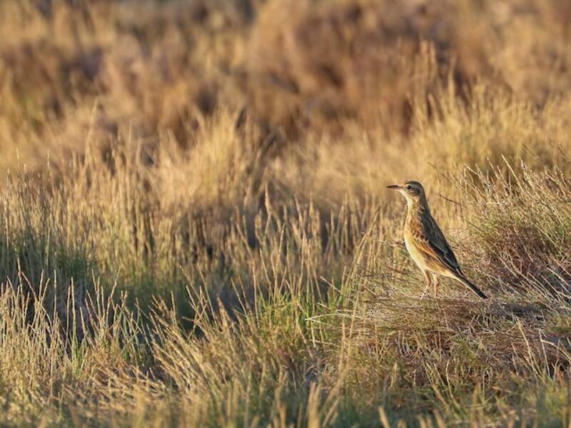 Calandrina australiana, Foto 2