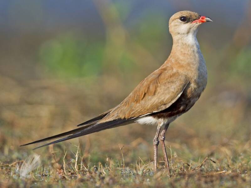 Australian Pratincole