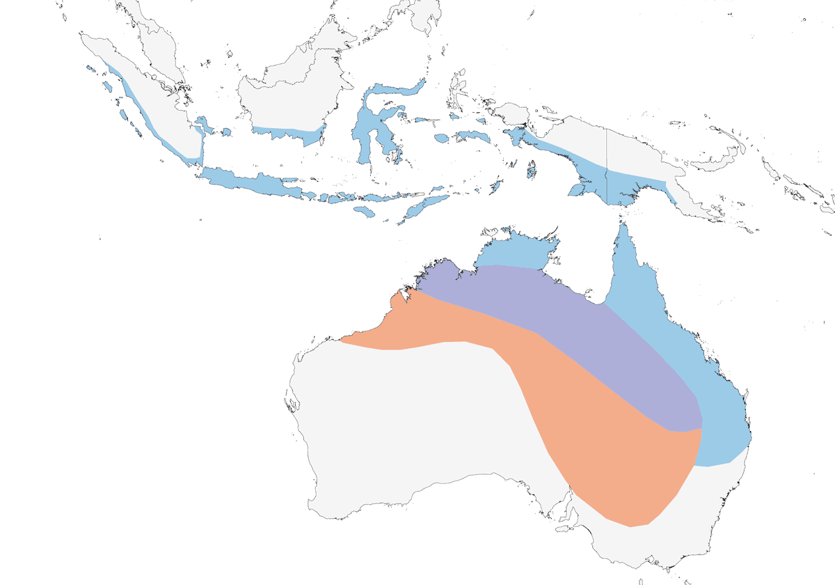 Pernice di mare australiana, Distribuzione 1