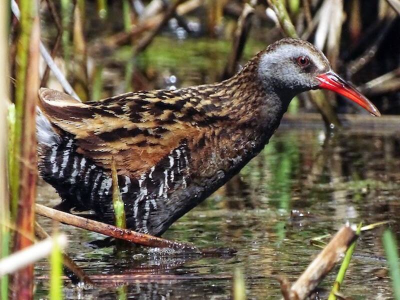 Austral Rail, Photos 4