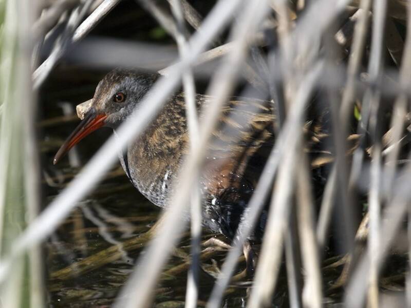 Austral Rail, Photos 3