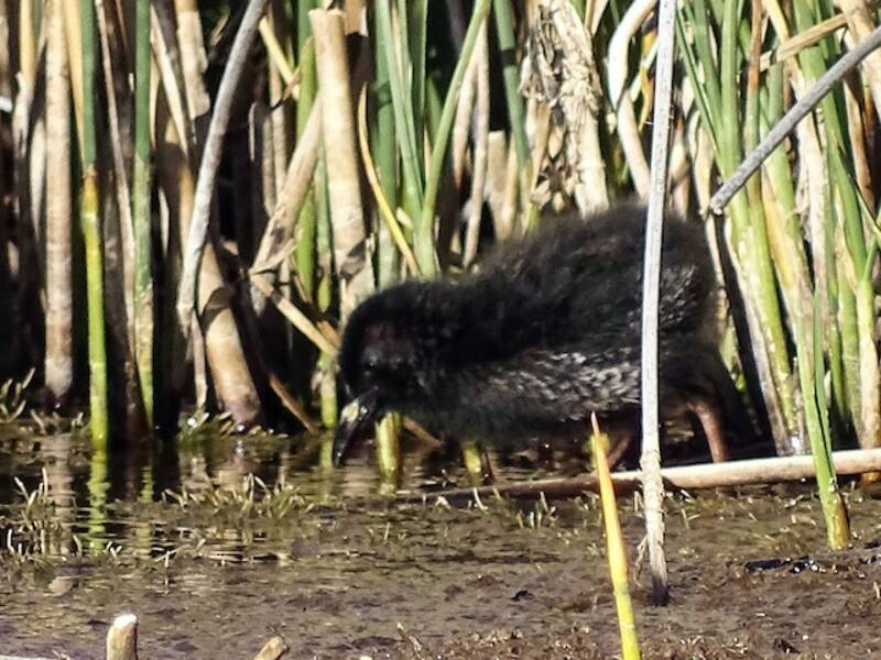 Austral Rail, Photos 2