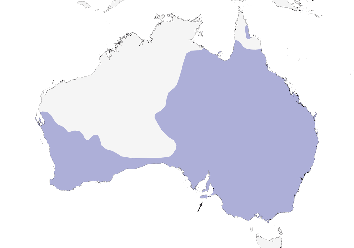Australischer Rabe, Verbreitung 1