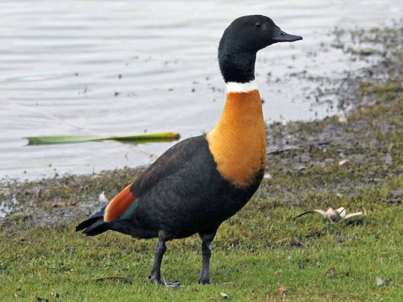 Australian Shelduck, Photos 1