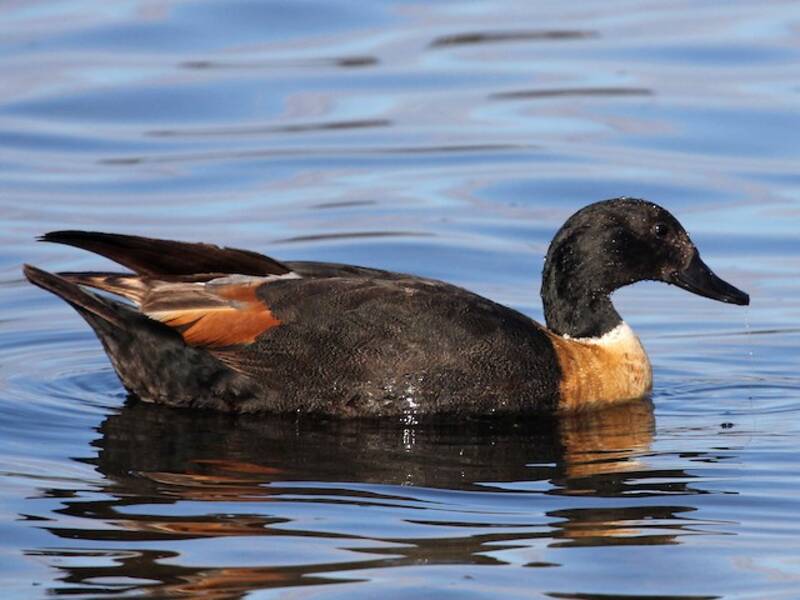 Australian Shelduck, Photos 2