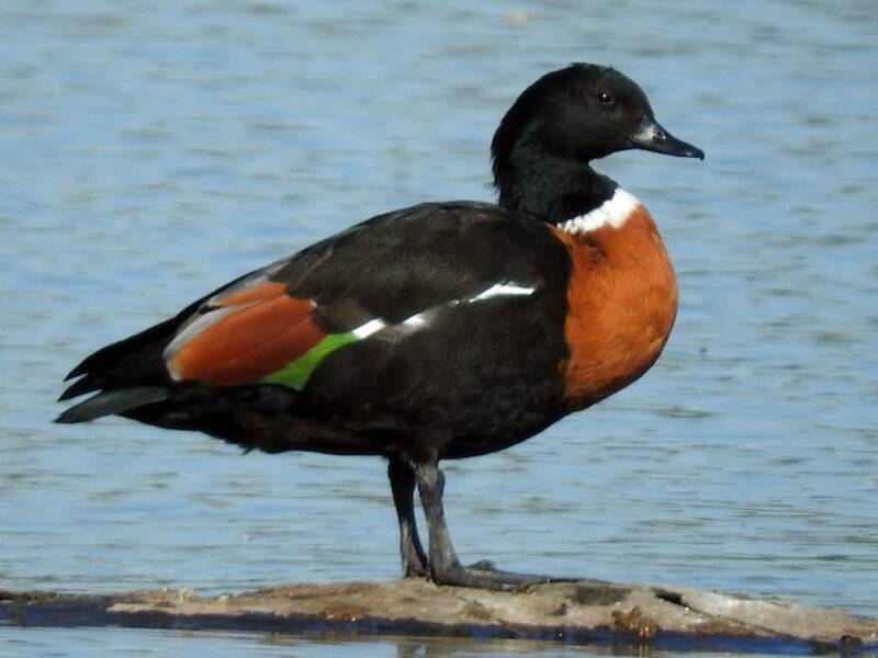 Australian Shelduck, Photos 4