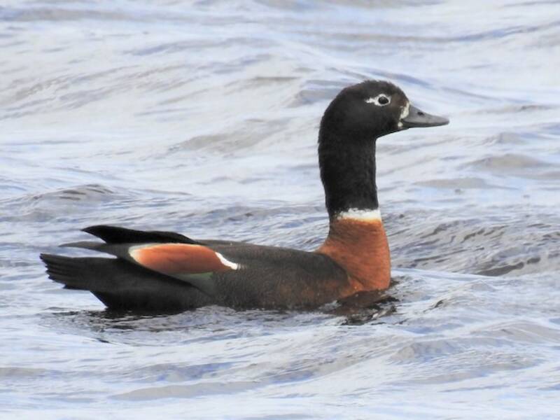 Australian Shelduck, Photos 3
