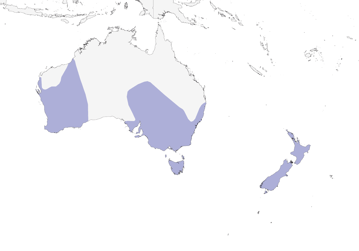 Australian Shelduck, Distribution 1