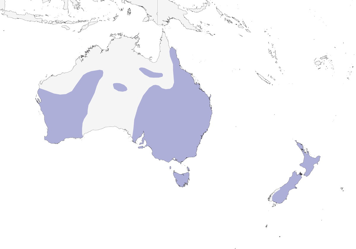 Mestolone australiano, Distribuzione 1