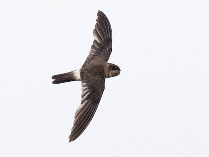 Australian Swiftlet