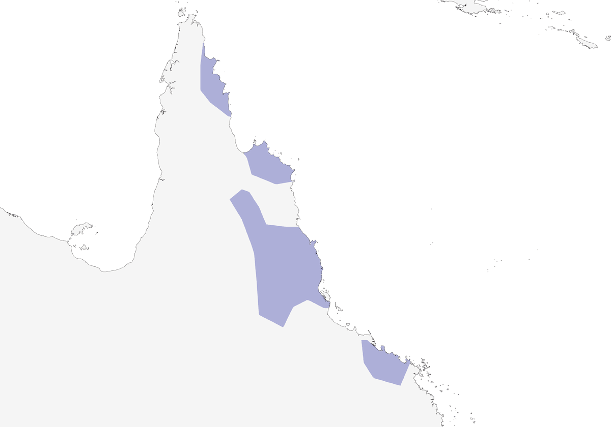 Rondone nano australiano, Distribuzione 1