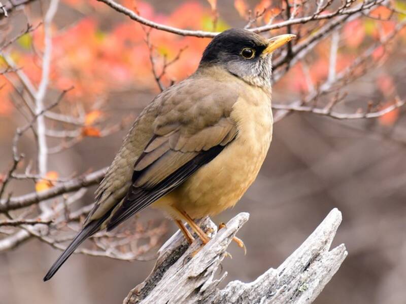 Austral Thrush, 照片 2