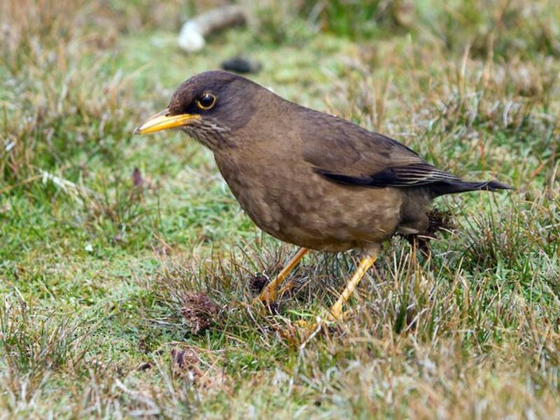 Austral Thrush, 照片 4