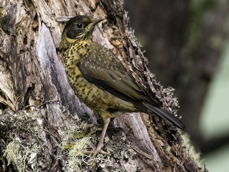 Austral Thrush, 照片 3