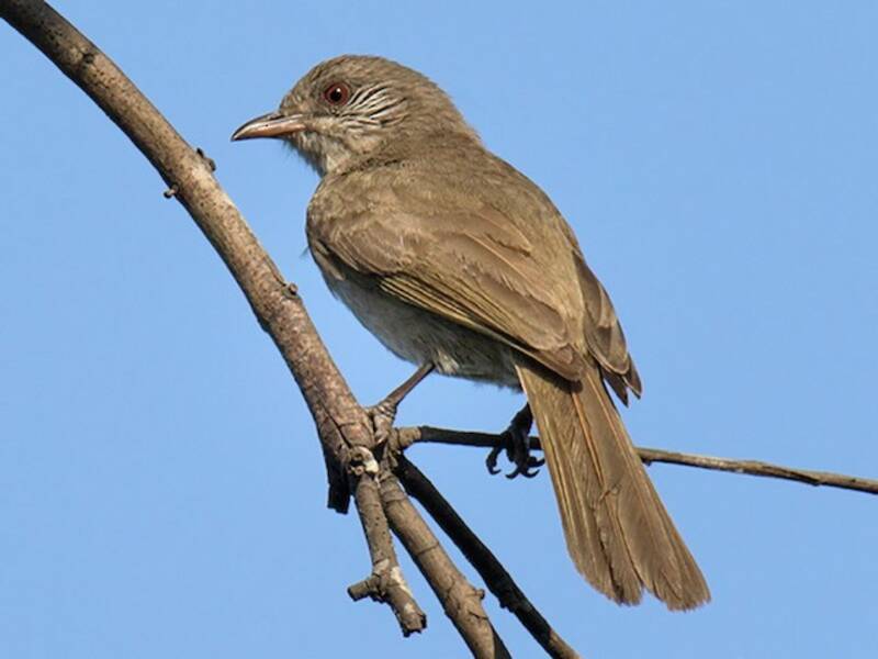 Bulbul de Ayeyarwady, Fotos 4
