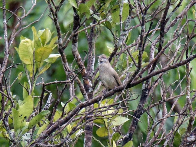 Bulbul de Ayeyarwady, Fotos 2