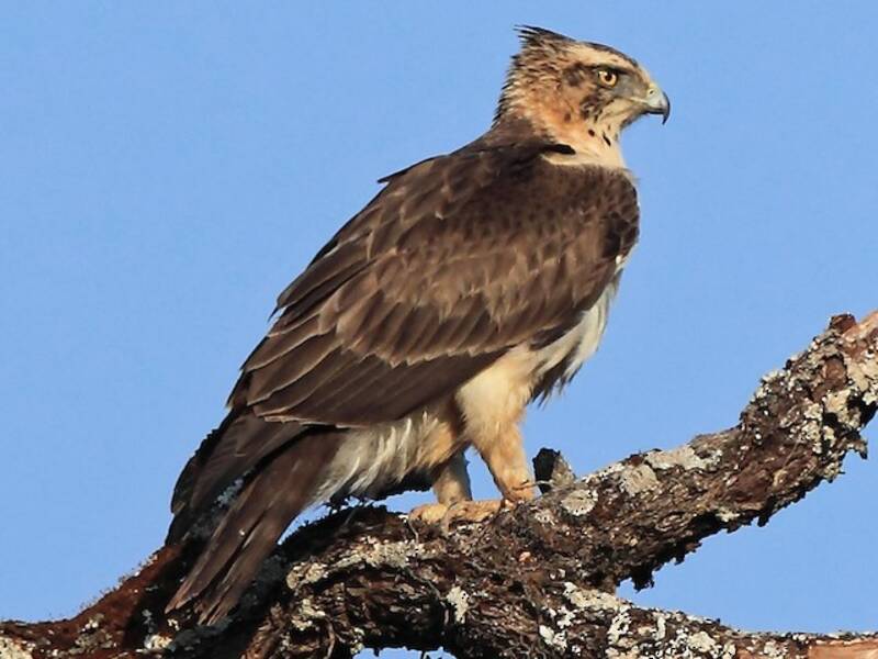 Aigle d'Ayres, Photos 3