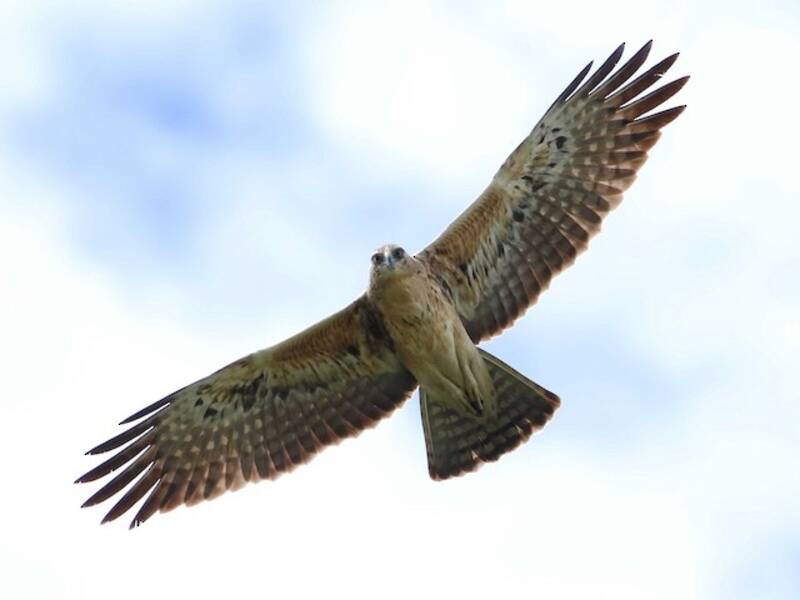 Ayres's Hawk-Eagle