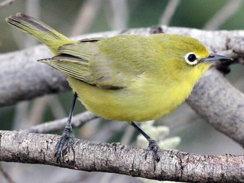 Occhialino australiano giallo