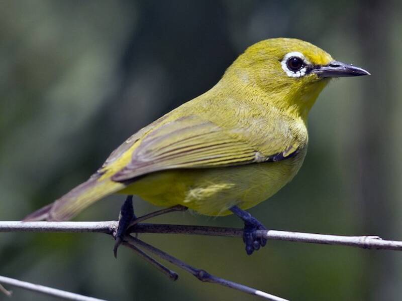 Occhialino australiano giallo, Foto 3