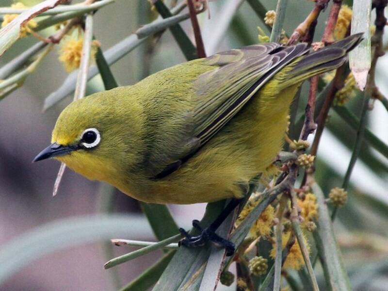 Occhialino australiano giallo, Foto 2
