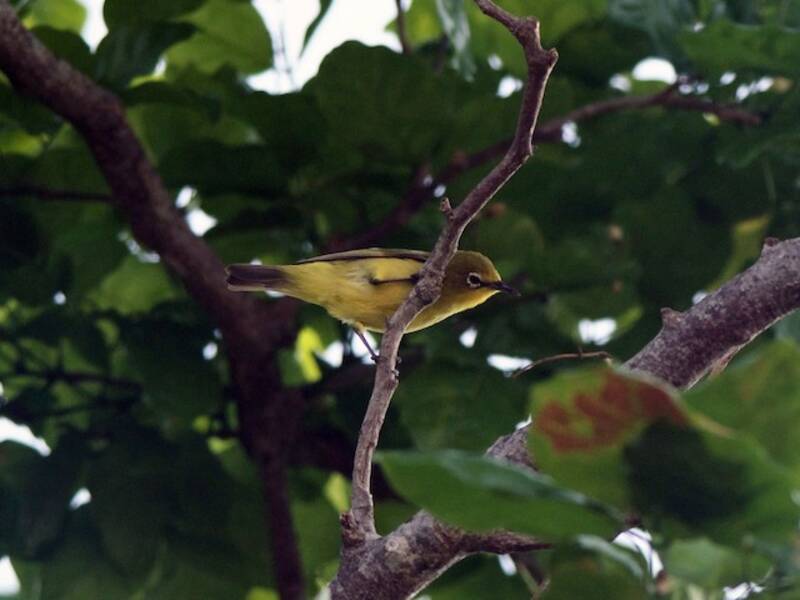 Occhialino australiano giallo, Foto 4