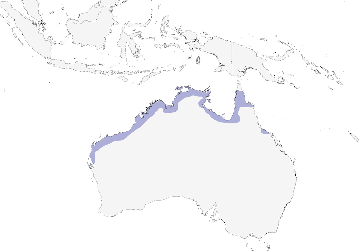 Occhialino australiano giallo, Distribuzione 1