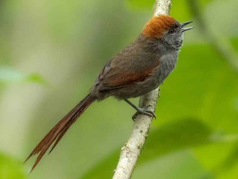 Azara's Spinetail, 照片 3