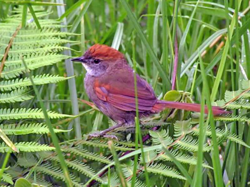 Azara's Spinetail, 照片 2