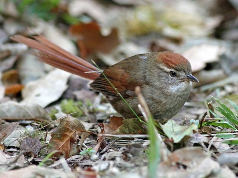 Azara's Spinetail, 照片 4