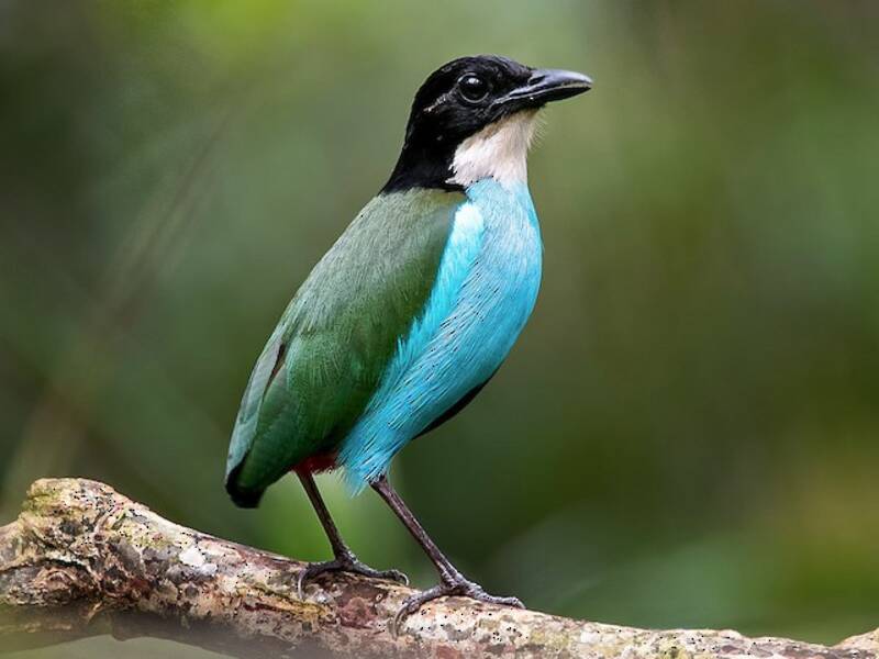 Pitta petto azzurro, Foto 3