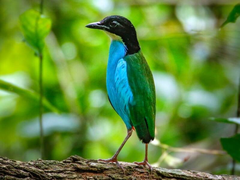 Pitta petto azzurro