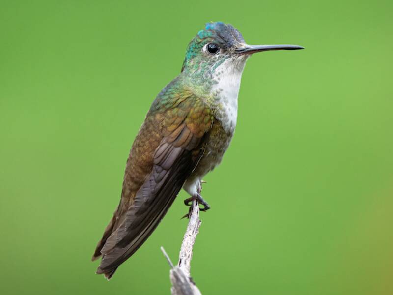 Colibrì dalla corona azzurra, Foto 3