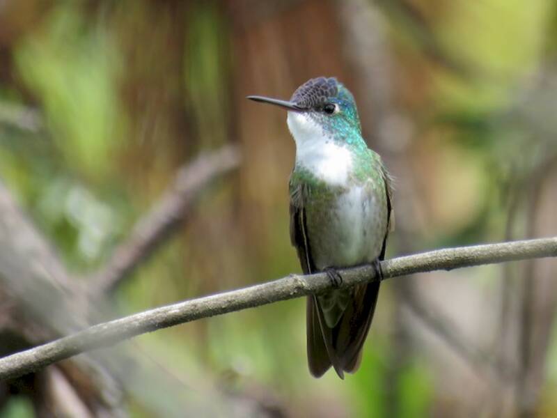 Colibrì dalla corona azzurra, Foto 4
