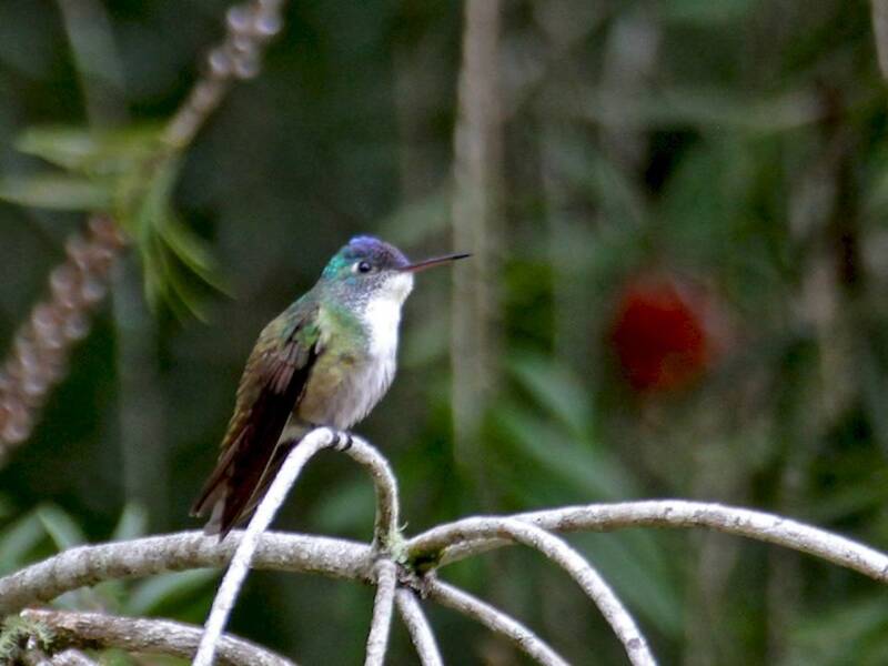Azure-crowned Hummingbird