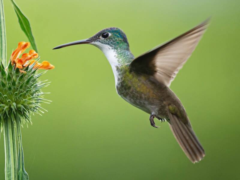 Colibrì dalla corona azzurra, Foto 2